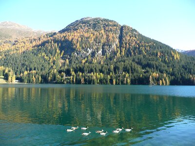 Bergsee ducks lake photo
