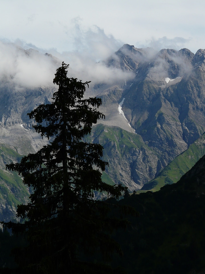 Mountain tree fir tree