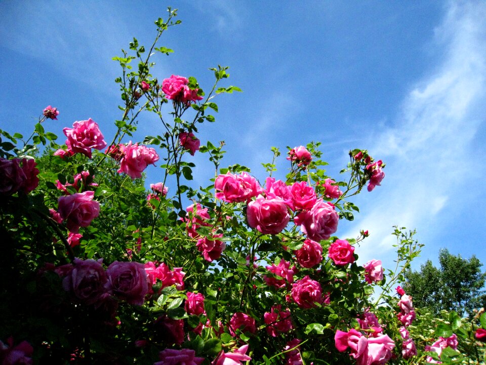 Blue shrubs summer
