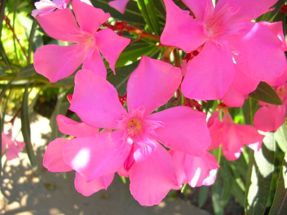 Pink oleander pink flower