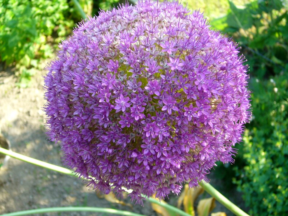 Flower purple onion