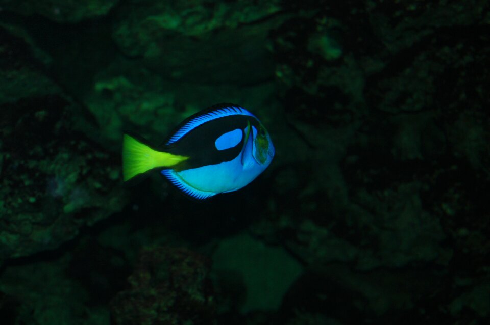 Fish neon blue aquarium