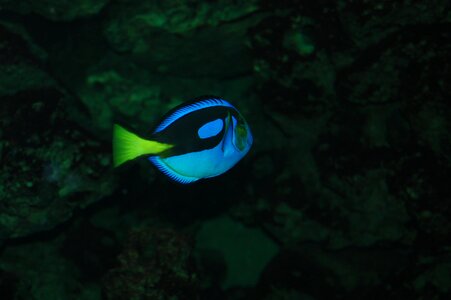 Fish neon blue aquarium photo