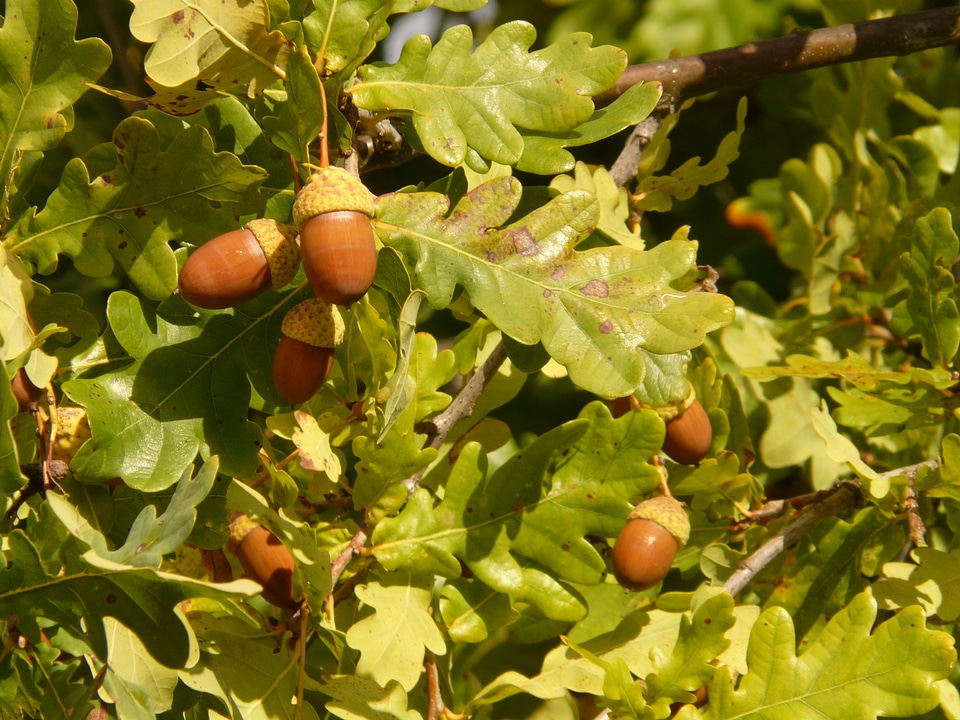 Quercus pedunculata summer oak german oak