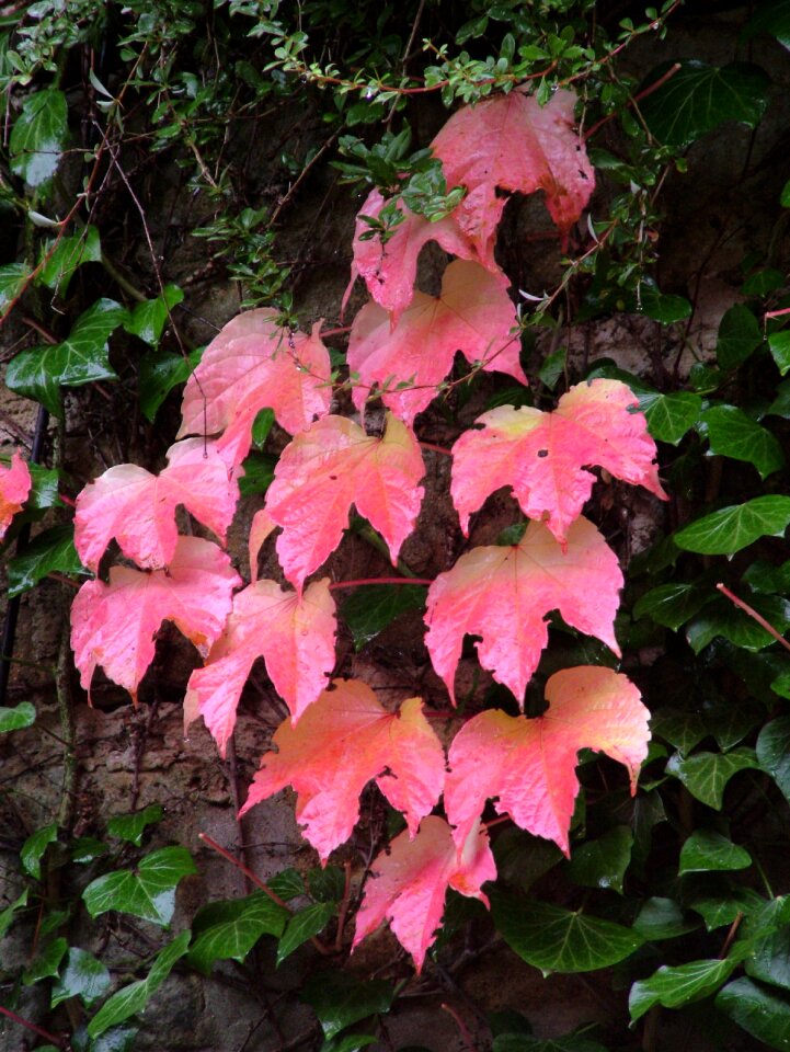 Red green autumn
