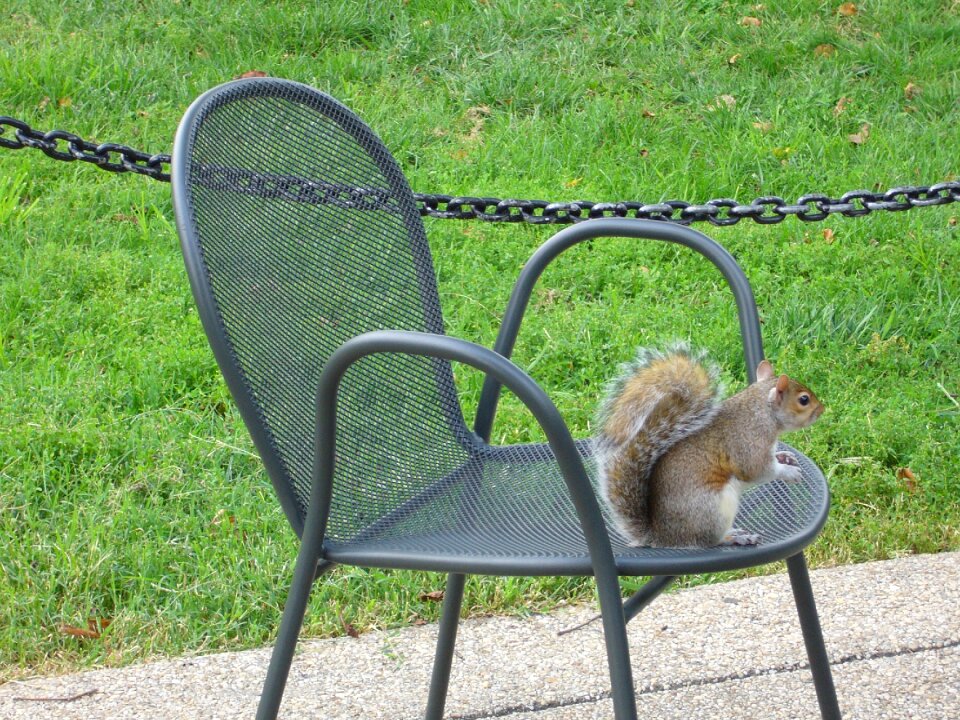 Park squirrel chair