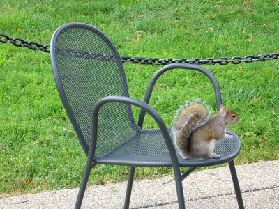Park squirrel chair