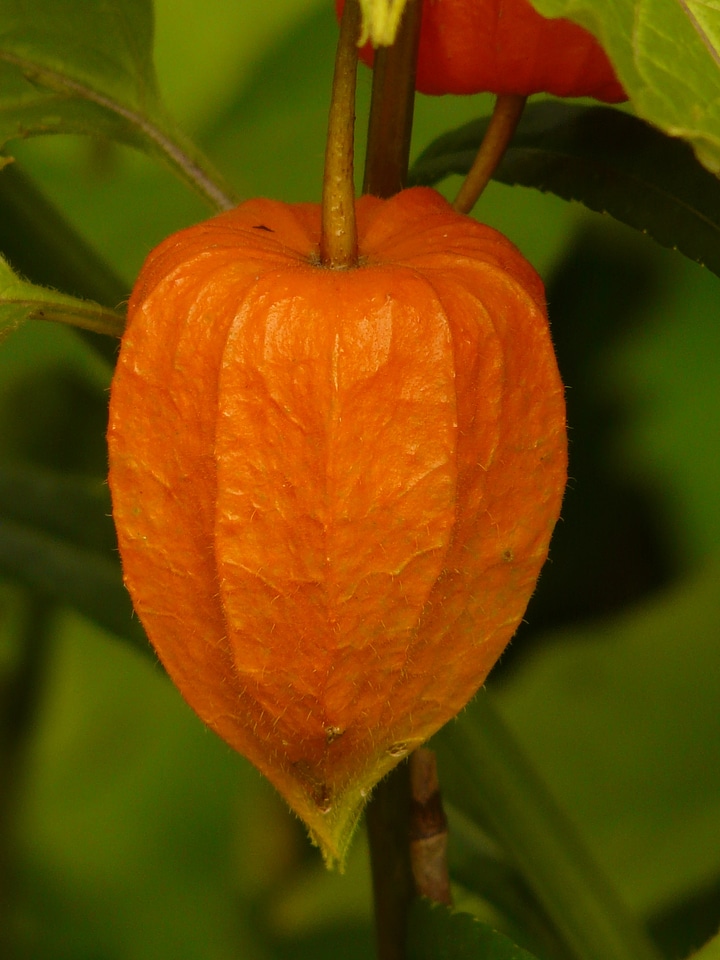 Bladder cherry physalis nachtschattengewächs