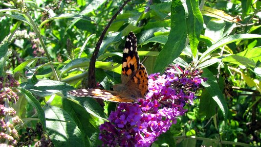 Lilac purple insect