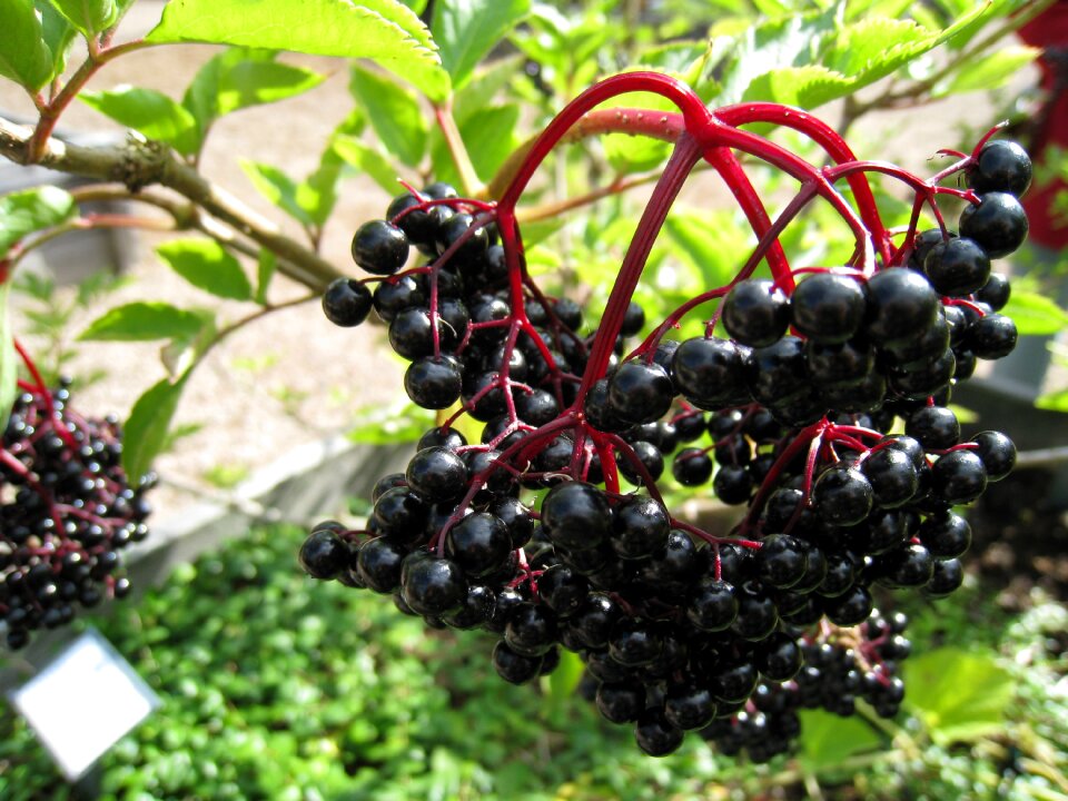 Summer black green