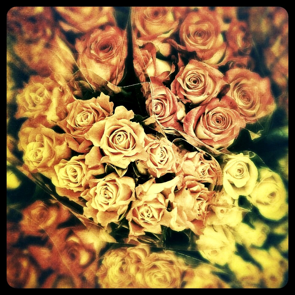 Flowers flower valentine's day