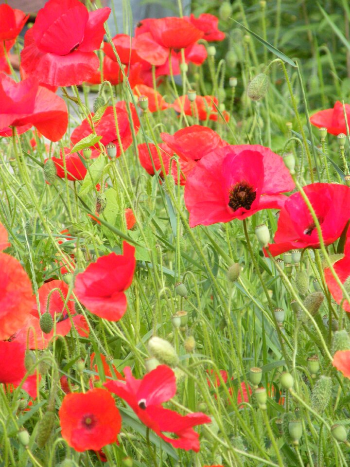 Poppy red pointed flower