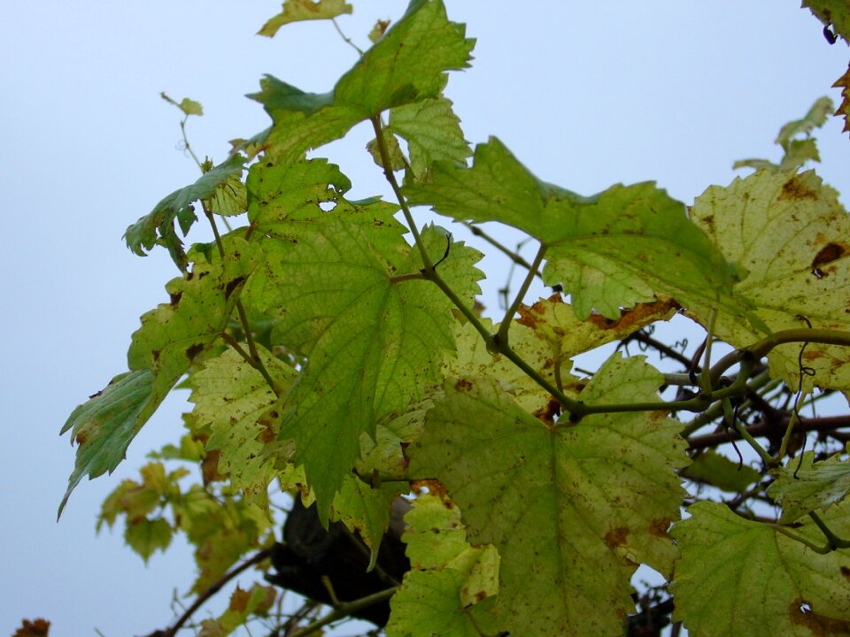 Grape foliage autumn