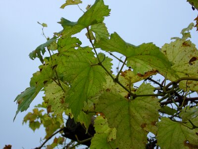 Grape foliage autumn
