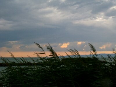 Reed lake balaton naplemenete