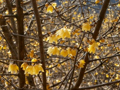 Flowers wood yellow