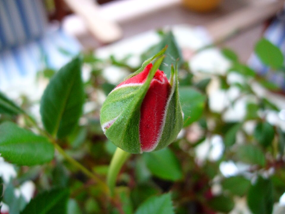 Red flower buds green