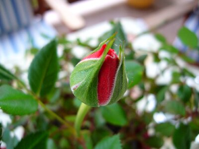 Red flower buds green