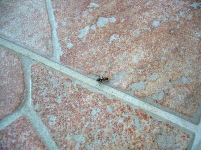 Ant stone crack