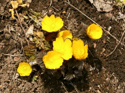 Flowers yellow winter flowers