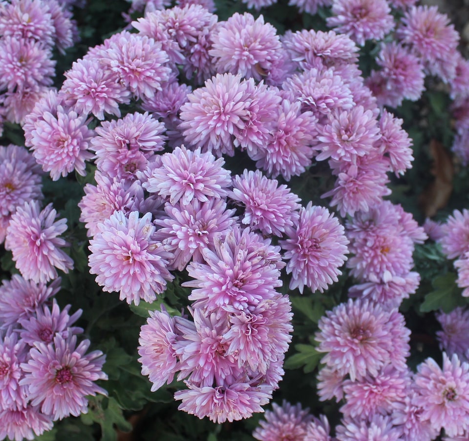 Blossom bloom petals