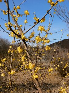 Flowers wood yellow