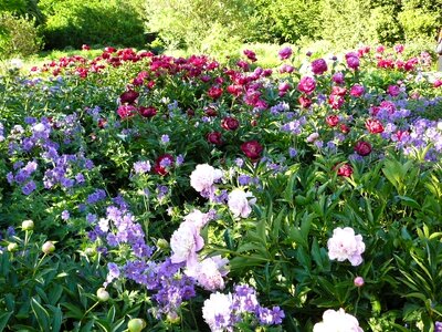 Flowers field of flowers peony