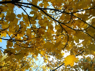 Autumn tree sun