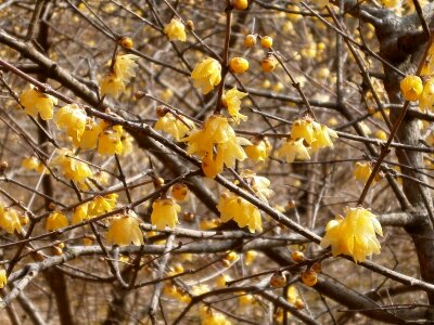 Flowers wood yellow