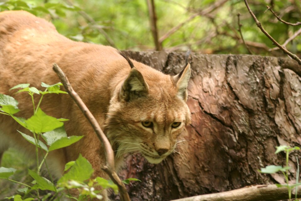 Wildcat big cat animals