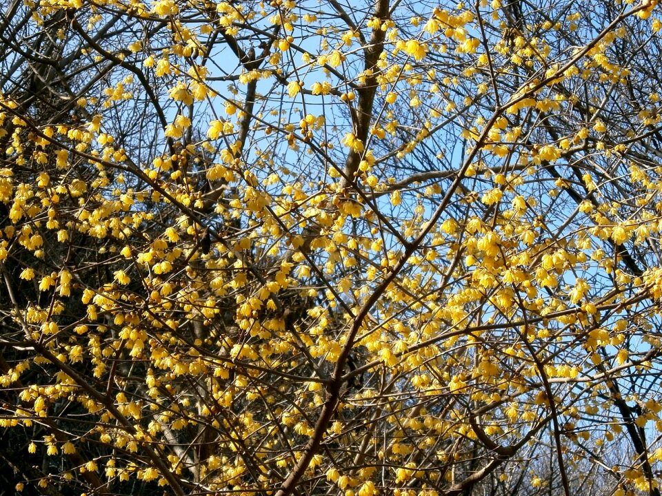 Flowers wood yellow