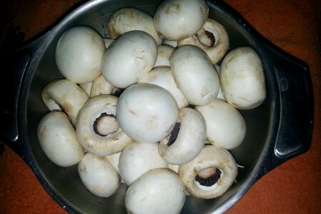 Mushrooms mushroom fungi