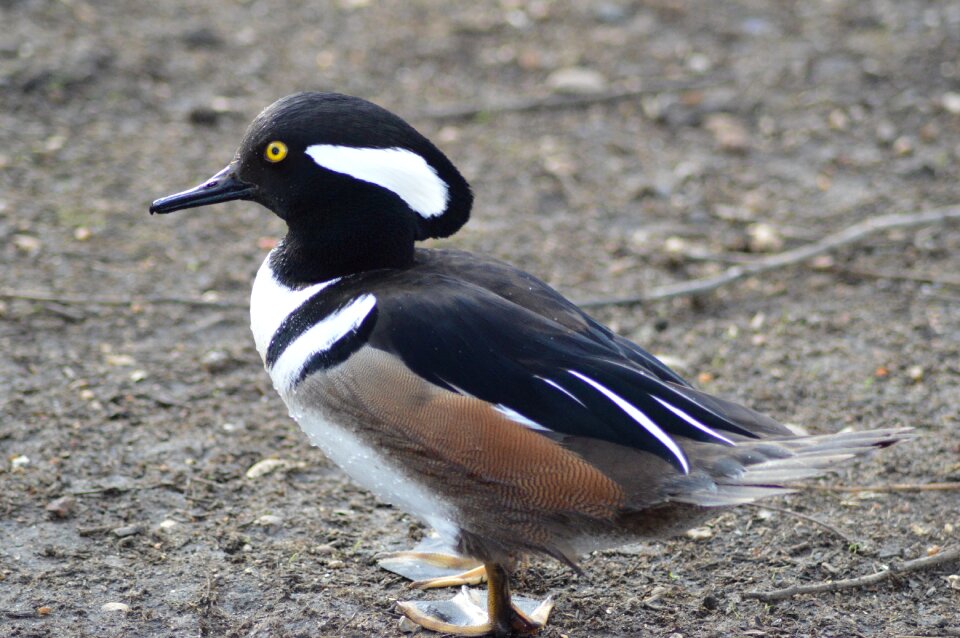 Duck animal wild ducks