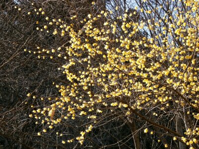 Flowers wood yellow