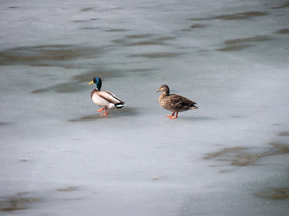 Animal animals bird