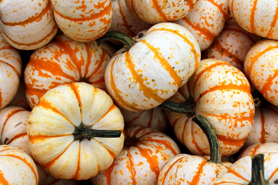Gourd patch background