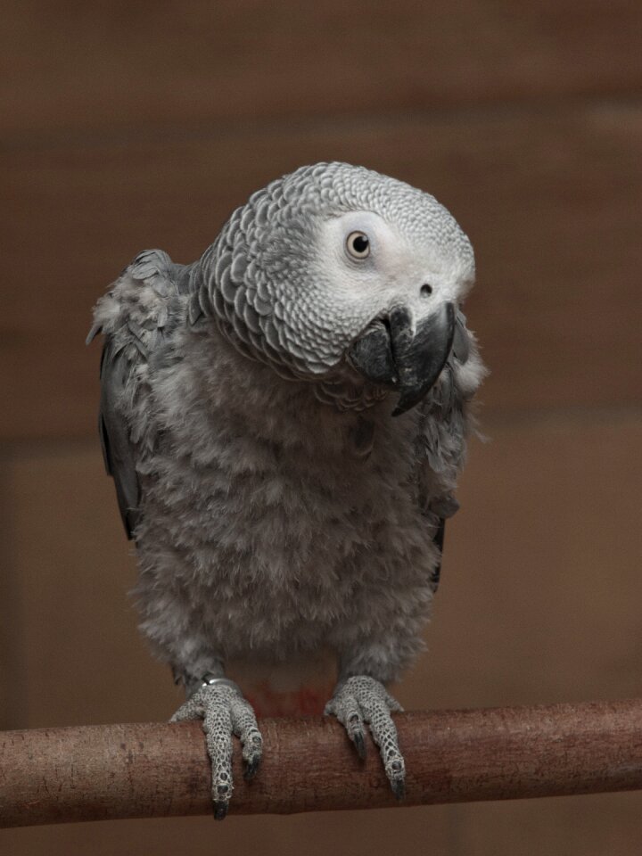 Bird perch portrait