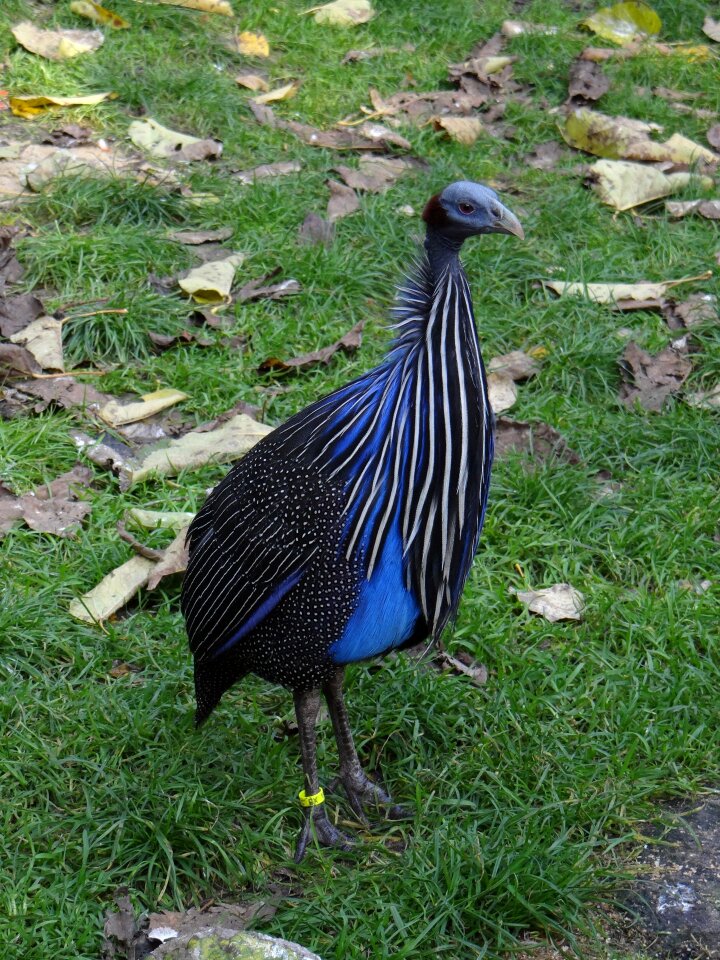 Wild chicken africa protected