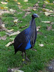 Wild chicken africa protected photo