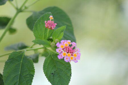 Petals tiny flowers stem