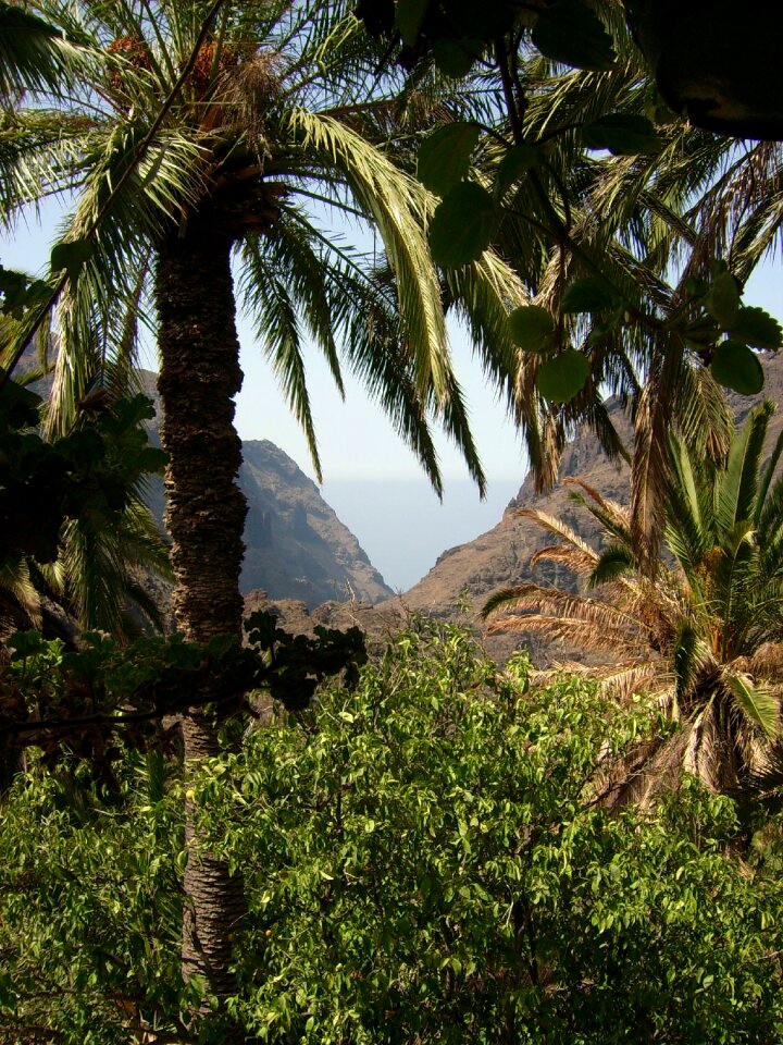 Tenerife nature canary islands