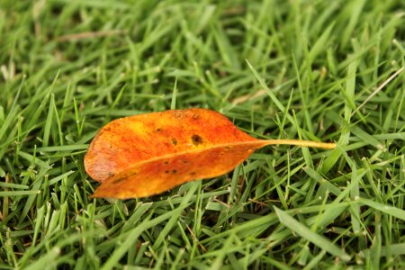 Fall grass small leaves photo