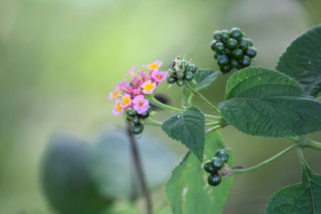 Petals tiny flowers seeds photo