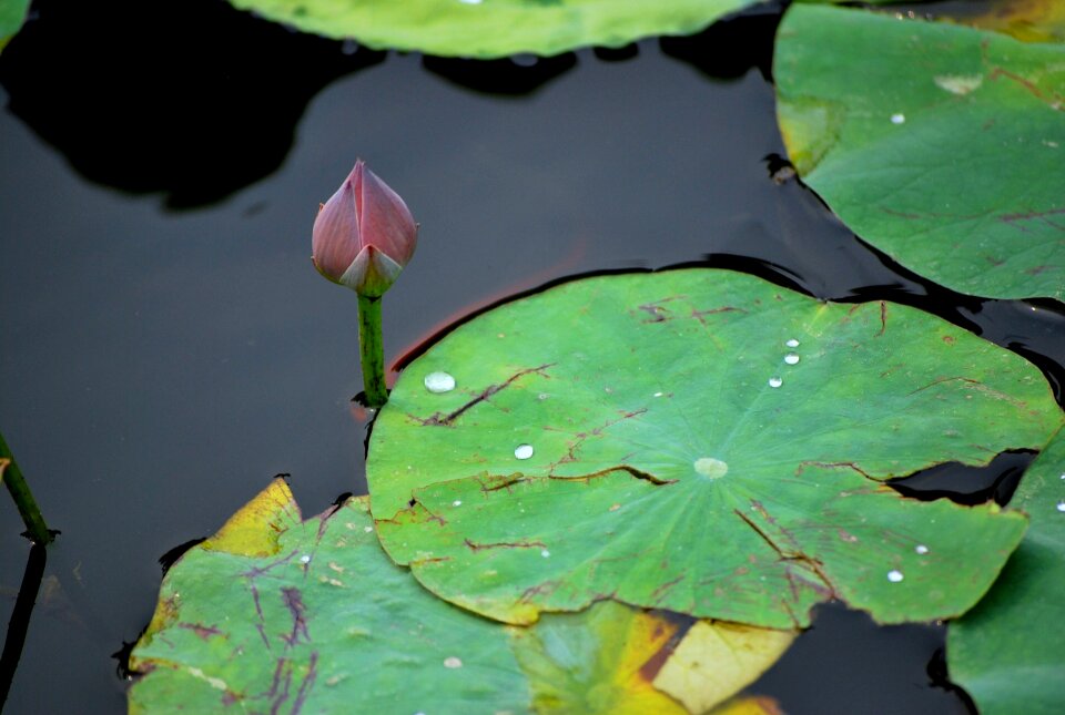 Flower aquatic pond