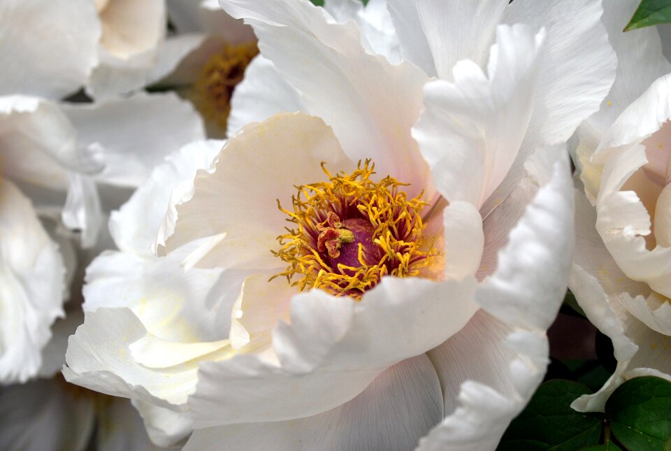 Petals bloom blooming