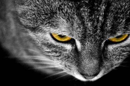 Detail eye eyes