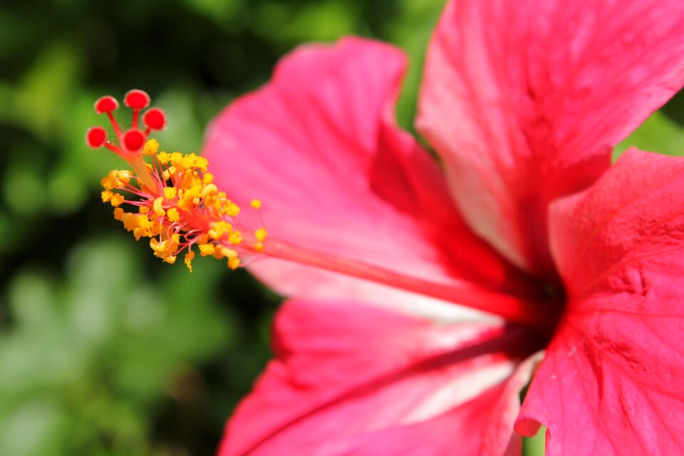 Red flower pollen leaf