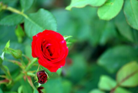 Variety valentine red