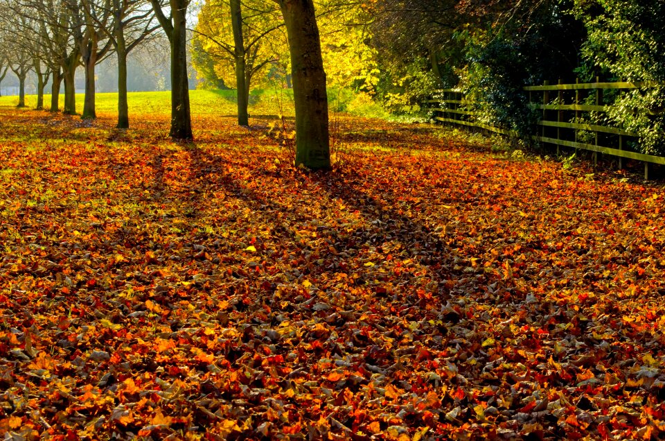 Color background collage