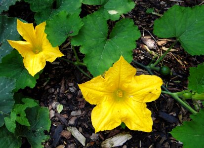 Flower garden late summer